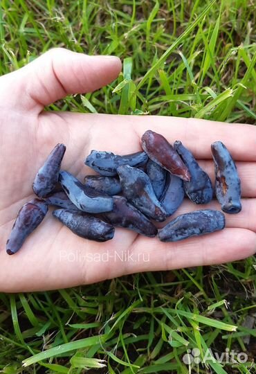 Саженцы жимолости съедобной