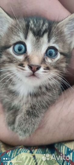 Кошки в добрые руки бесплатно