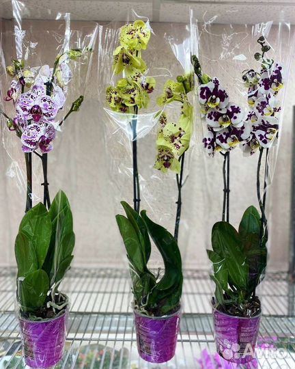 Орхидеи на 2 цветоноса