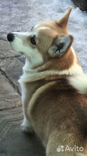 Вельш корги пемброк