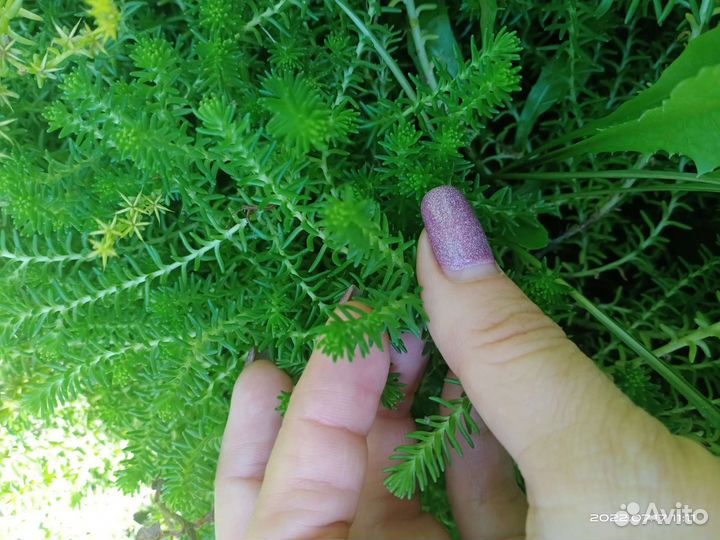 Почвопокровные растения