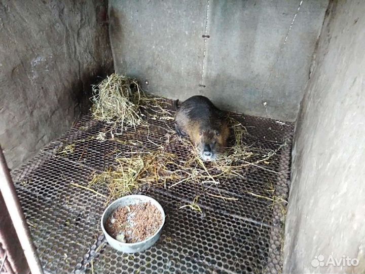Продам нутрий