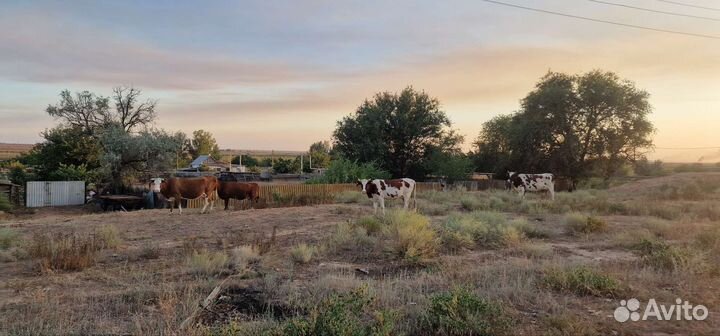 Коровы дойные с телятами