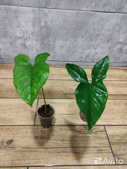 Сингониум Моттлед