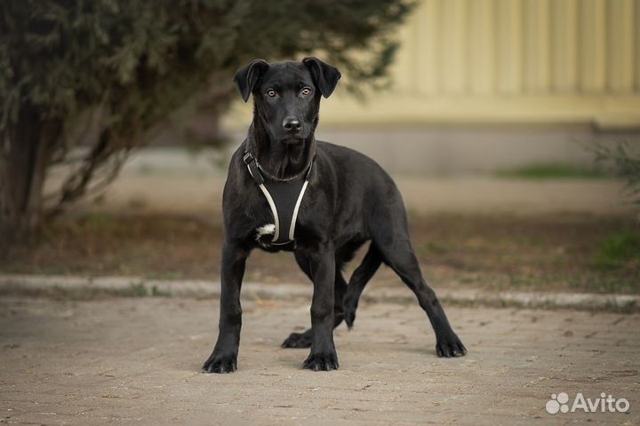Молодой щенок из приюта, Лукас ищет дом