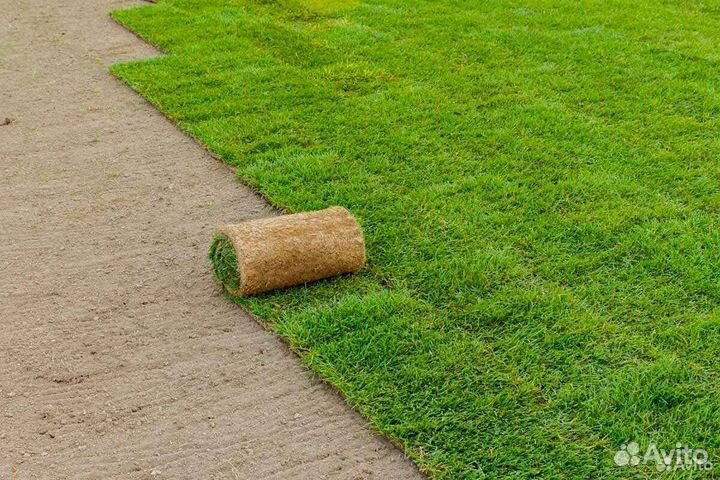 Рулонный газон для нашего климата