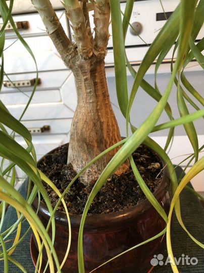 Бокарнея нолина