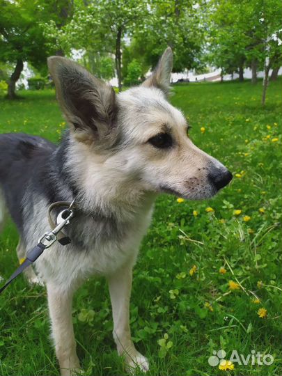 Собака в добрые руки отдам бесплатно