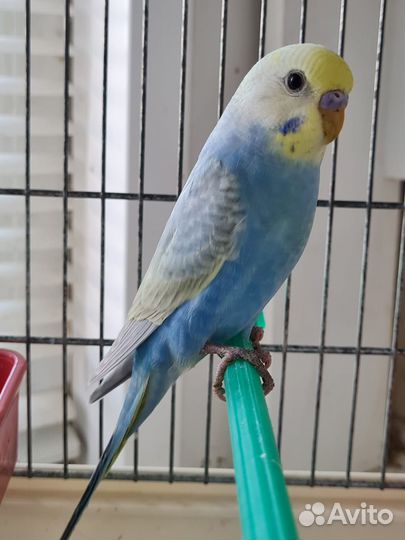 Радужные волнистые попугаи