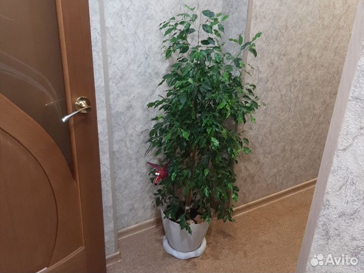 Фикус бенджамина