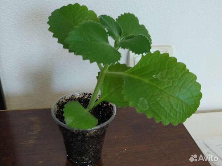 Комнатная мята