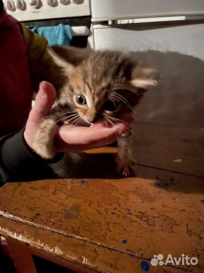 Котята