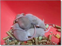 Крысы (Дамбо). Канадские крысята из питомника