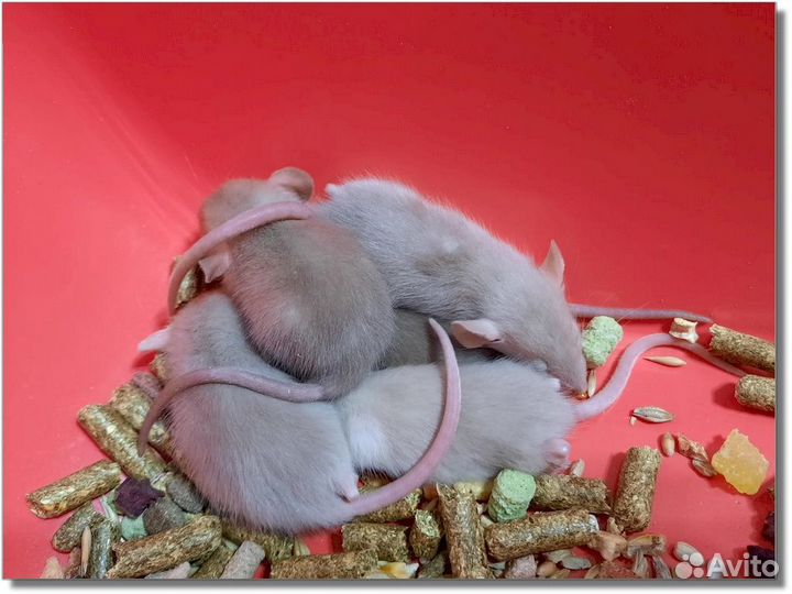 Крысы (Дамбо). Канадские крысята из питомника
