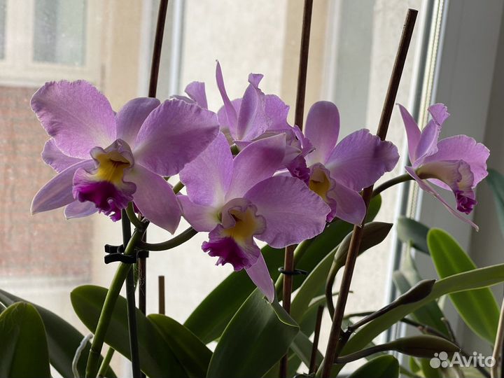 Орхидея каттлея