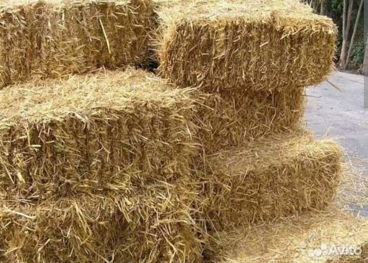 Солома ячменная