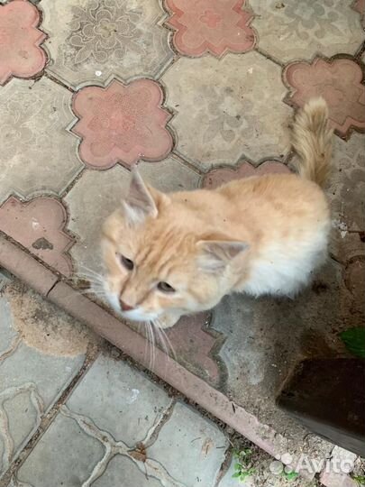 Котик ищет дом, хозяева продали дом,его оставили