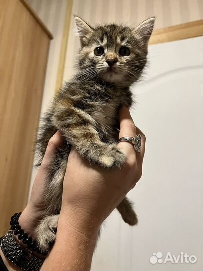 Котята в добрые руки 1 месяц