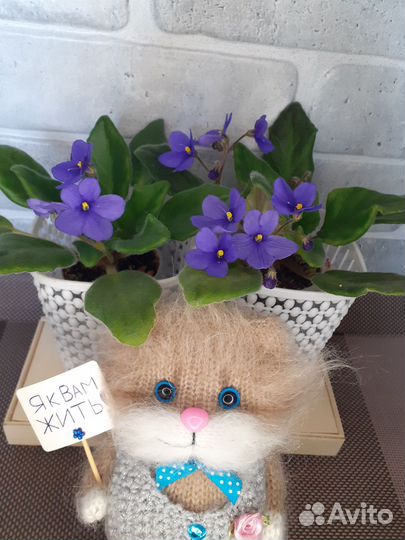 Сортовые фиалки