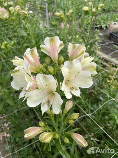 Корни альстромерии