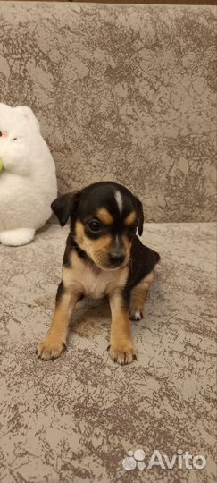 Щенки той-терьера