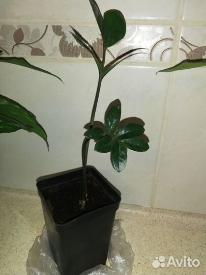 Замиокулькас