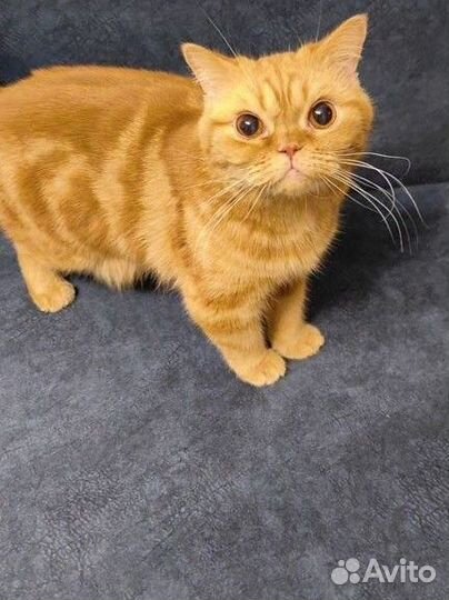 Шотландская кошка