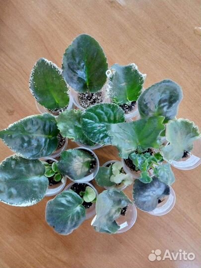 Фиалки сортовые,бегонии декоративно лиственные