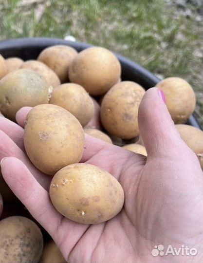 Семенной картофель