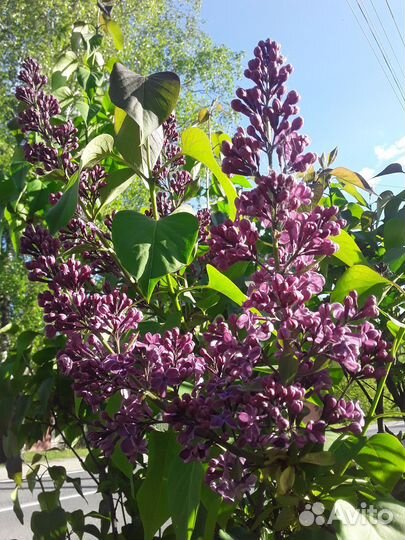 Сирень корни