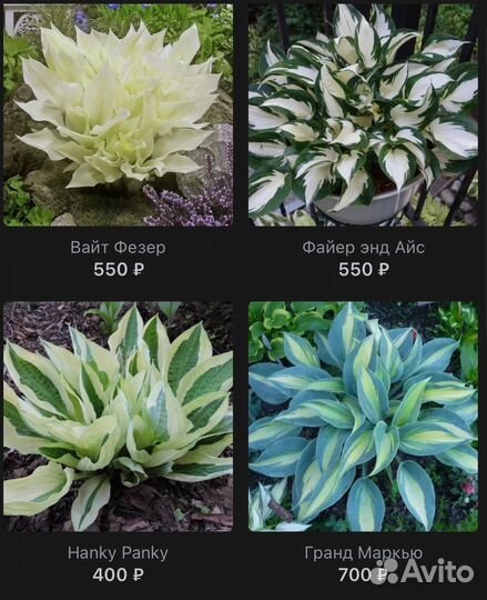 Саженцы хосты