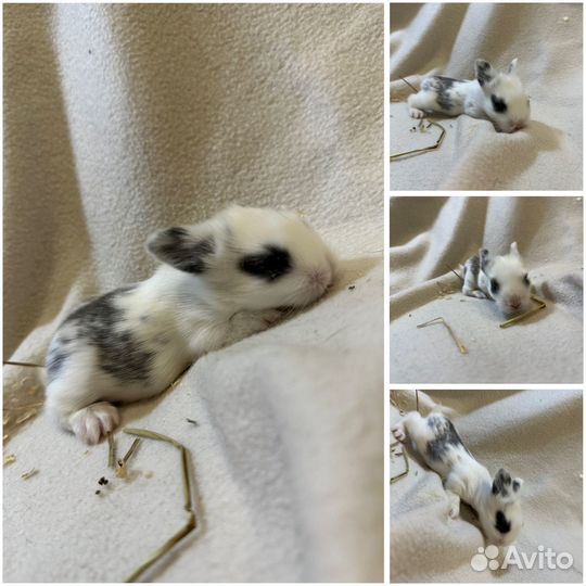 Крольчата мини