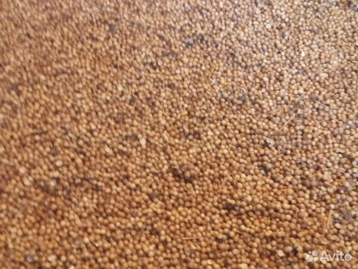 Продам кориандр