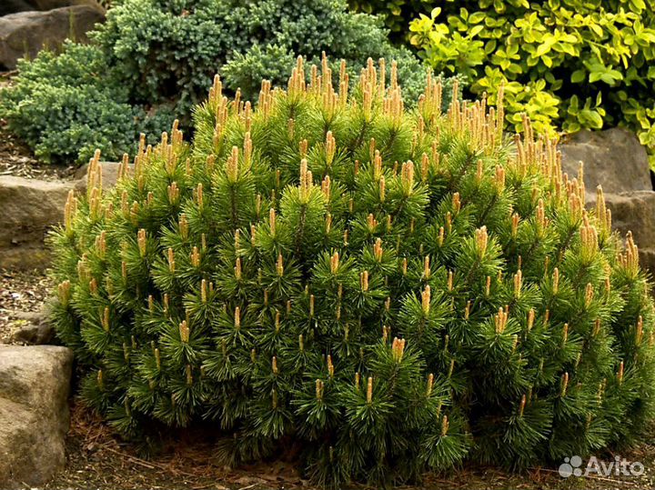 Сосна горная Пумилио