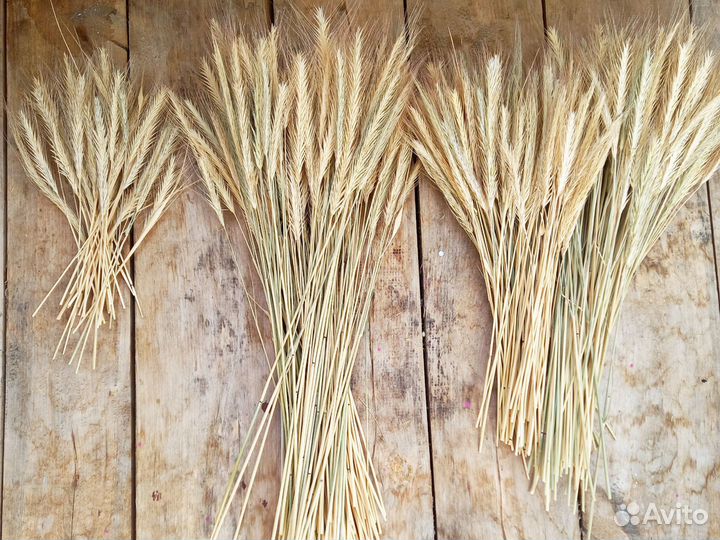 Сухоцветы пшеница для творчества