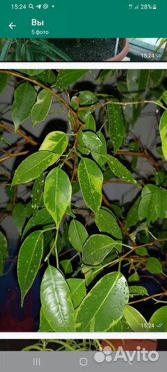 Фикус бенджамина кинки