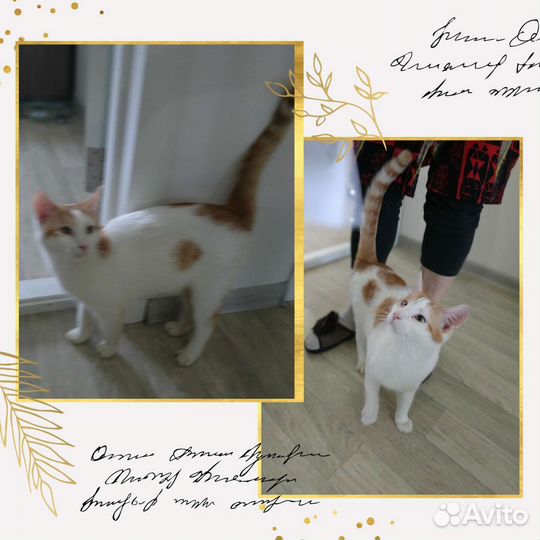 Котенок в добрые руки