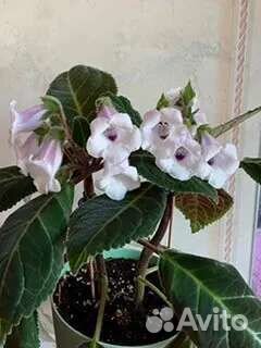 Комнатные растения