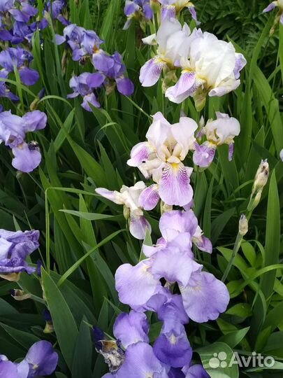 Ирисы сортовые многолетние крупные и помельче