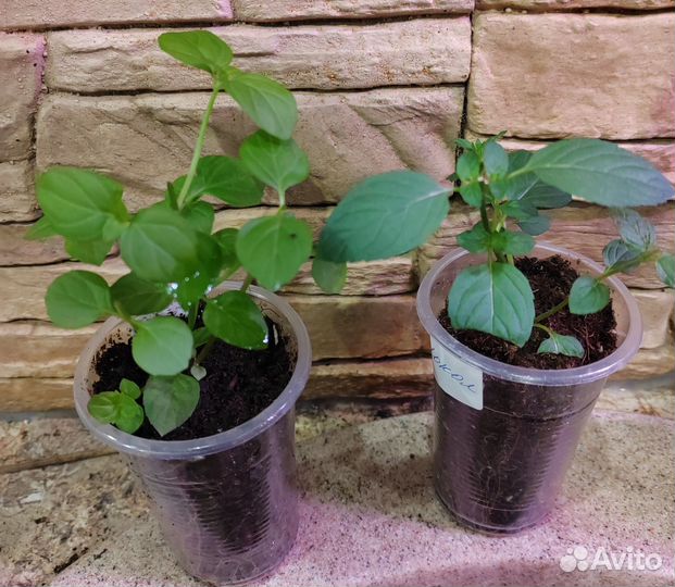 Мята сортовая