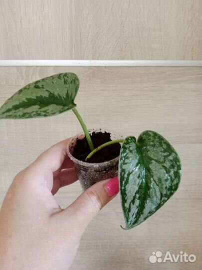 Сциндапсусы, Эпипремнумы