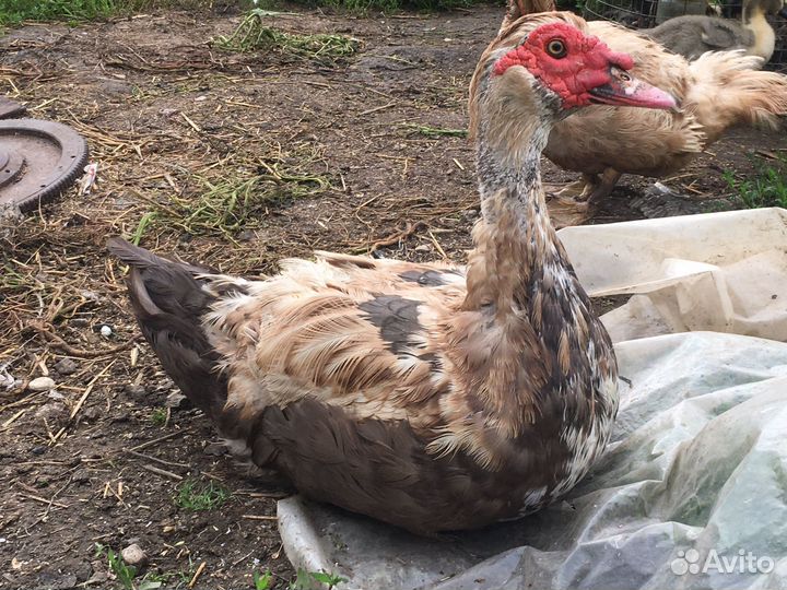 Селезень индоутки породистый