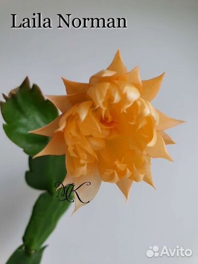 Шлюмбергера махровая Laila Norman