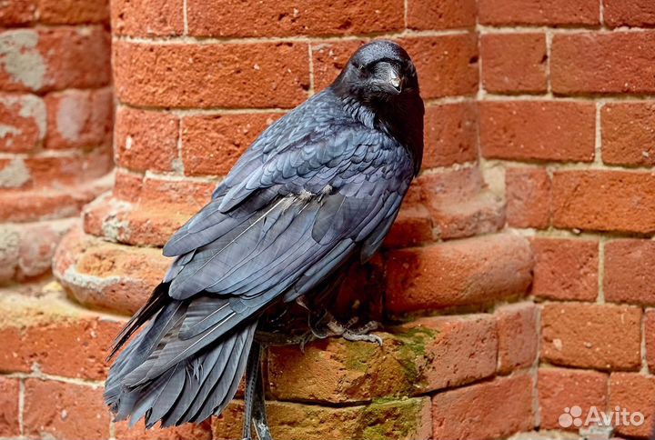 Аренда змей,лис,енотов, сов,для съёмок,мероприятий