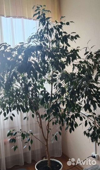 Комнатные растения