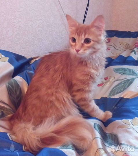 Лисичка -ласковая рыжая девочка 8 месяцев ждет вас