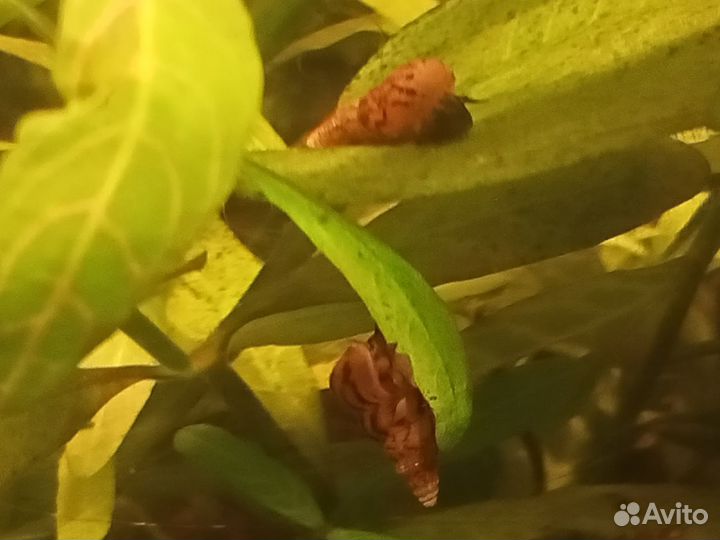 Гуппи Эндлера, улитка Покемон