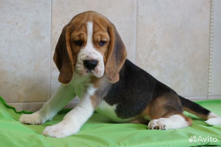 Щенки бигля