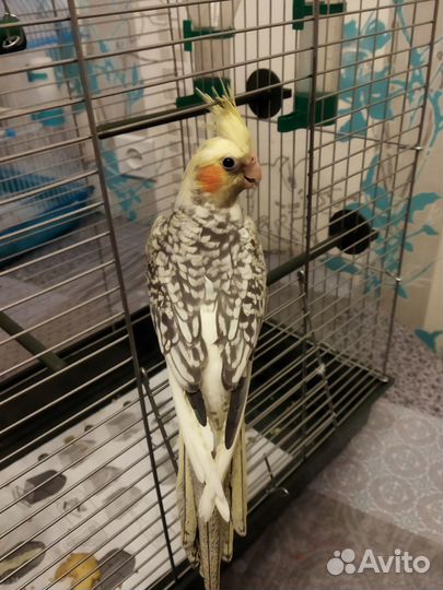Продам попугая Кореллу