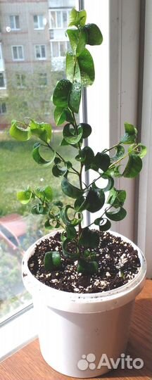 Фикусы Бенджамина Барокко 5 шт. Н 25, 7-10 см